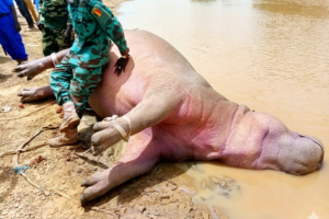 من حوض مائي إلى خطر داهم… نهاية صادمة لفرس نهر في أم بتّا!