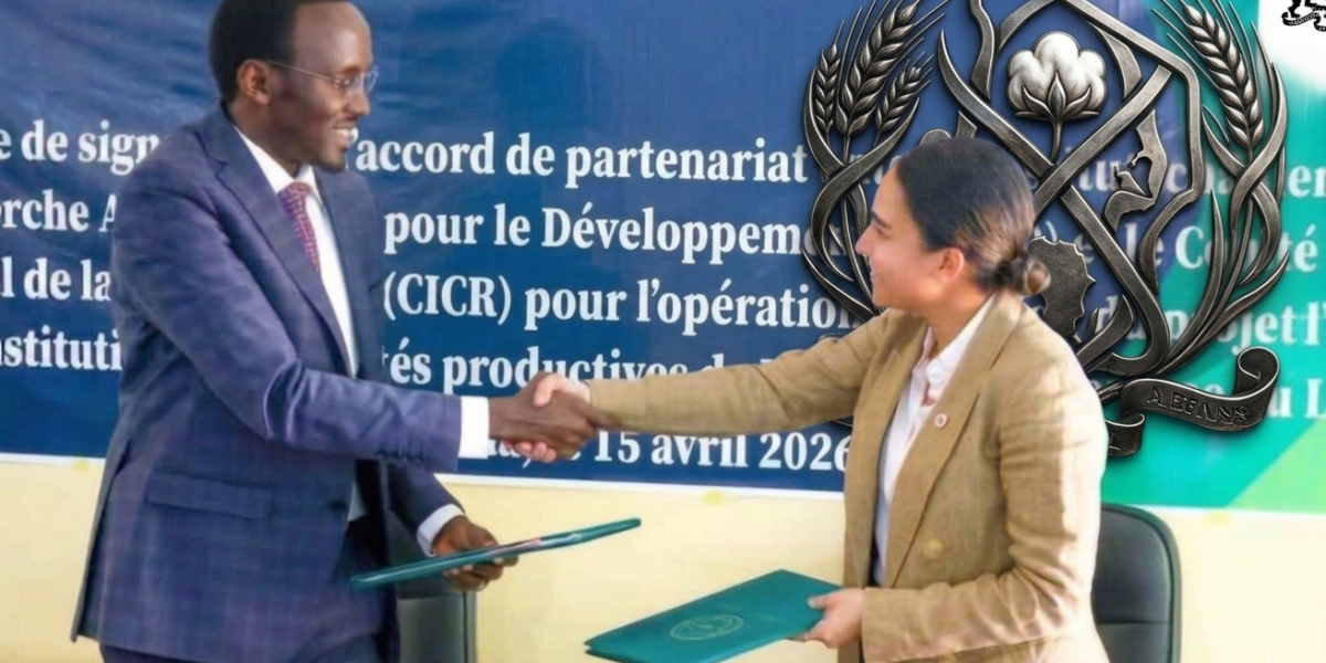 تشاد: شراكة بين “البحث الزراعي” والصليب الأحمر لإحياء أصناف محلية من الذرة وتعزيز الأمن الغذائي